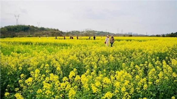 油菜花開(kāi)春意濃，田園風(fēng)光醉人心--火炬安泰組織婦女節(jié)戶外活動(dòng)